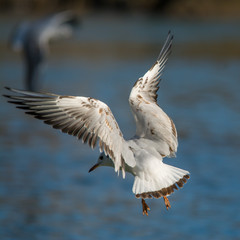 Wildlife photo - Common gull flies on the lake in winter sunny day, Danubian wetland, Slovakia, Europe