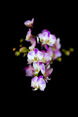 Elegant pink and white orchids isolated on black background