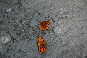 Motyle w Gruzji © Jarek