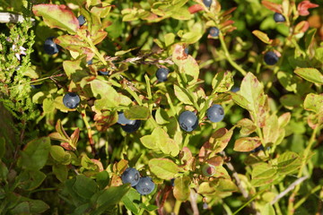 Blaubeeren