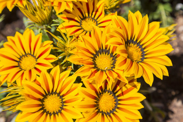 Gazania flowers viewed from above and close up.