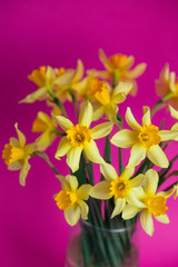 Fototapeta na wymiar Bright yellow narcissus or daffodil flowers on pink background. Place for text.
