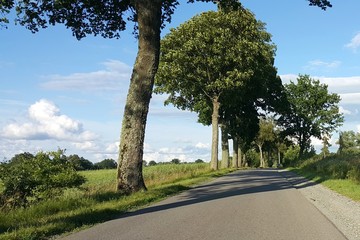 Droga z drzewami 
