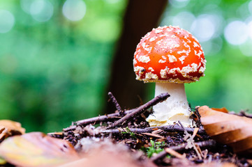 De enige echte vliegenzwam, rood met witte stippen