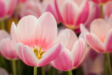 Fototapeta premium Blossoming tulips, selective focus, spring postcard background concept.