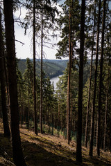 Obraz premium forest