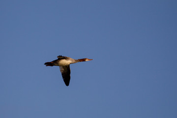 Gänsesäger (Mergus merganser) im Flug über Port Renfrew auf Vancouver Island, British Columbia, Kanada.