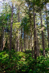 Fototapeta premium Wald am Botanical Beach im Juan de Fuca Provincial Park auf Vancouver Island, British Columbia, Kanada.