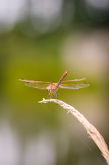 Close up of dragonfly. Vagrant darter.