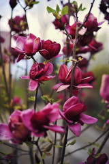 Fototapeta premium pink flower magnolia