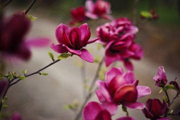 Fototapeta na wymiar pink flower magnolia