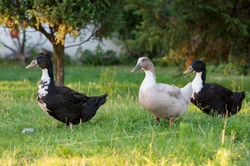 Three ducks walking in the garden