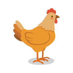 Chicken.Hen on a white background