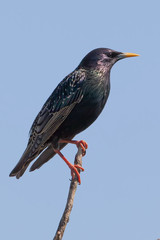 European starling on the blue background