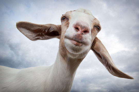 Portrait of a smiling goat on a blue sky background