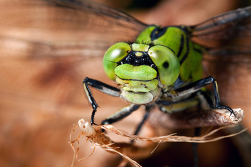 Dragonfly on the dry branch