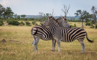Fototapeta na wymiar Südafrika Zebra Paar 2 typisch