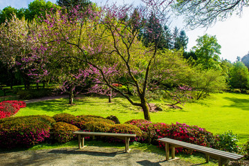 sakura  blossom. Beauty nature in Japanese park in France in Maulivrier . Pays de la loire ..