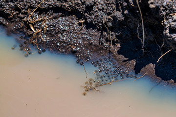 Frog eggs in water close