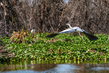 Grey heron or ardea cinerea flying