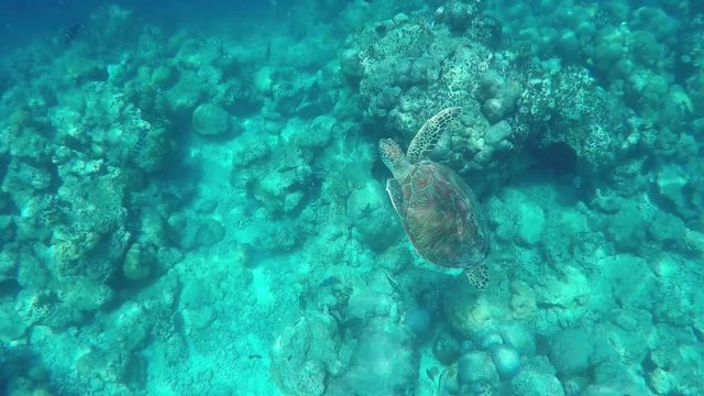 Large Green Sea Turtle Swimming Underwater at Beautiful Island Of Maldives in Indian Ocean
