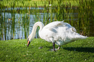 White swan on a green meadow. Against the background of reeds and a lake.
