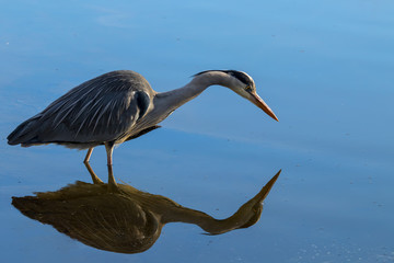 Grey heron hunting fish in a pond