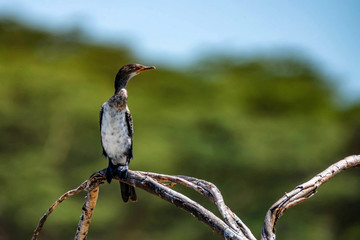 Reed cormorant or Microcarbo africanus