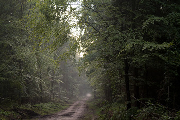 Fototapeta premium waldweg