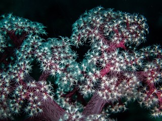 Malta, Gozo, Koralle