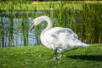 White swan on a green meadow. Against the background of reeds and a lake.