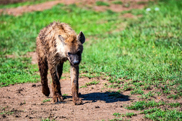 Tired spotted hyena or crocuta in savannah