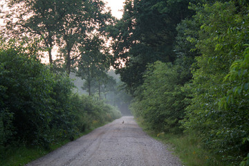 Hase auf Wurzelsuche