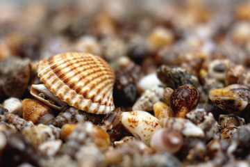 Shell 