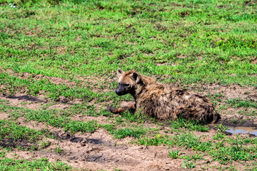 Spotted hyena or crocuta rests in savannah
