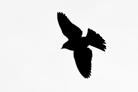 Real flying bird Silhouette