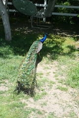 Naklejka premium Peacock