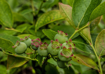 Young shoots of blueberries.