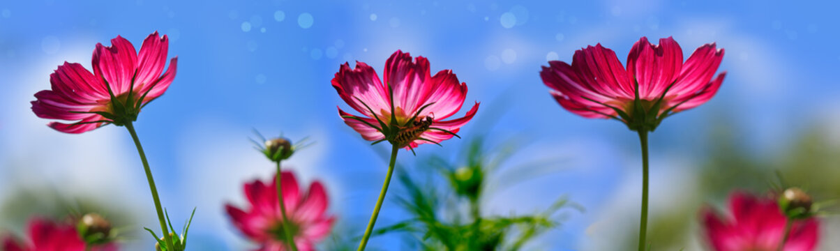 Fototapeta Pink cosmos flowers isolated on blue sky.