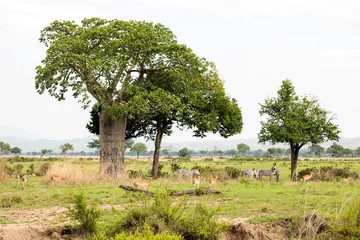 Crédence de cuisine en verre imprimé Baobab Baobab dans le parc naturel