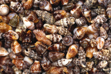 Shell 