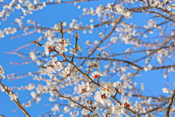 Flowering branches of an apricot tree in spring orchard