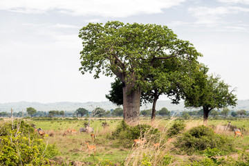 Baobab in Natural Park