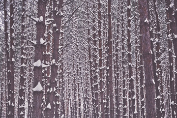 Pine trees in winter forest