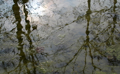 La primavera in arrivo - lago nel parco