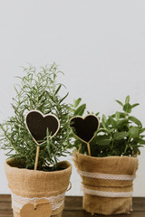 Rosemary and mint herbs in burlap pot with hearts