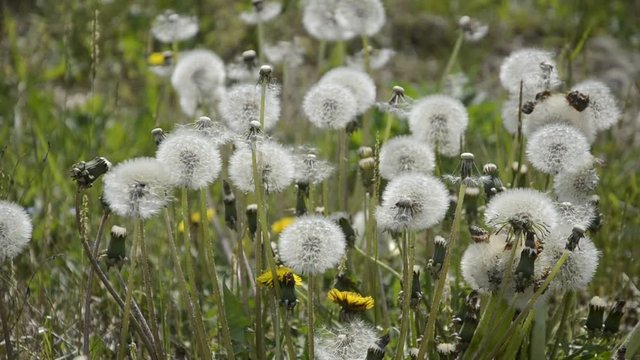 Taraxacum officinale Voikukka Mniszek pospolity Tarassaco Gyermekl&aacute;ncfű video Dandelion T&uacute;nf&iacute;fill שינן רפואי
