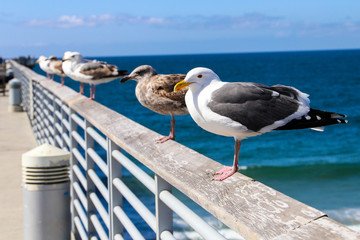 Birds on Rail