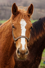horse