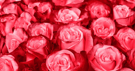 floral background. roses background